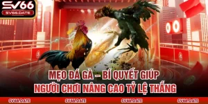 Mẹo Đá Gà – Bí Quyết Giúp Người Chơi Nâng Cao Tỷ Lệ Thắng